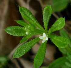 Galium aparine flower